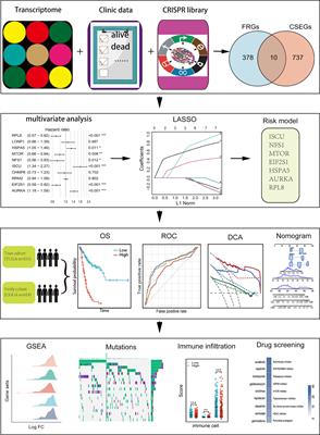 A Novel Prognostic Signature Based on Glioma Essential Ferroptosis-Related Genes Predicts Clinical Outcomes and Indicates Treatment in Glioma